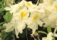 azalia 'Schneegold' - Rhododendron 'Schneegold' 