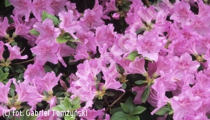 azalia koreańska - Rhododendron yedoense var. poukhanense 