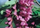 robinia Małgorzaty CASQUE ROUGE 'Pink Cascade' - Robinia ×margaretta CASQUE ROUGE 'Pink Cascade' 
