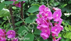 robinia Małgorzaty CASQUE ROUGE 'Pink Cascade' - Robinia ×margaretta CASQUE ROUGE 'Pink Cascade' 