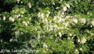robinia biała - Robinia pseudoacacia 