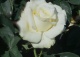 róża 'Chopin' - Rosa 'Chopin' 