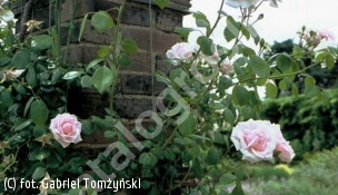róża 'New Dawn' - Rosa 'New Dawn' 