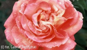 róża TROIKA 'Poultroi' - Rosa TROIKA 'Poultroi' 