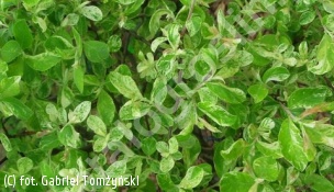 wierzba szara 'Tricolor' - Salix cinerea 'Tricolor' 