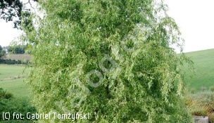 wierzba 'Erythroflexuosa' - Salix 'Erythroflexuosa' 