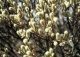 wierzba szwajcarska - Salix helvetica 