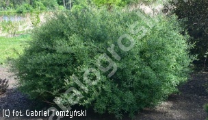 wierzba purpurowa 'Nana' - Salix purpurea 'Nana' 