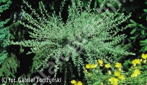 wierzba płożąca - Salix repens 