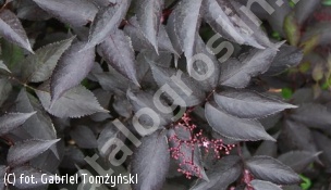 bez czarny 'Guincho Purple' - Sambucus nigra 'Guincho Purple' 