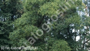 perełkowiec japoński - Sophora japonica 