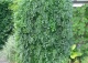 perełkowiec japoński 'Pendula' - Sophora japonica 'Pendula' 