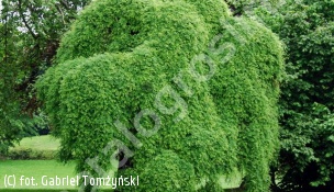 perełkowiec japoński 'Pendula' - Sophora japonica 'Pendula' 