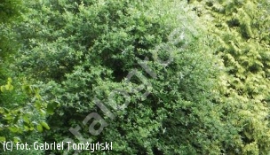 jarząb mączny - Sorbus aria 