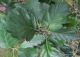 jarząb szwedzki - Sorbus intermedia 