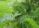 jarząb Vilmorina - Sorbus vilmorinii 