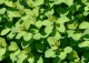 tawuła brzozolistna - Spiraea betulifolia 