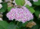 tawuła gęstokwiatowa - Spiraea densiflora 