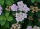 tawuła gęstokwiatowa - Spiraea densiflora 