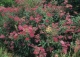tawuła japońska 'Anthony Waterer' - Spiraea japonica 'Anthony Waterer' 
