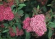 tawuła japońska 'Anthony Waterer' - Spiraea japonica 'Anthony Waterer' 