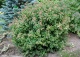 tawuła japońska 'Crispa' - Spiraea japonica 'Crispa' 