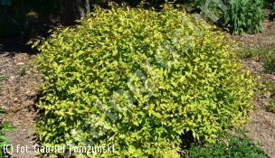 tawuła japońska 'Firelight' - Spiraea japonica 'Firelight' 