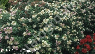 tawuła japońska 'Genpei' - Spiraea japonica 'Genpei' 
