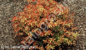 tawuła japońska 'Goldflame' - Spiraea japonica 'Goldflame' 
