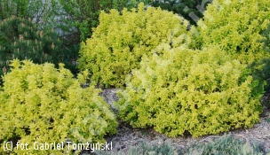 tawuła japońska 'Goldmound' - Spiraea japonica 'Goldmound' 