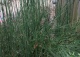 skrzyp zimowy 'Japonicum' - Equisetum hyemale 'Japonicum' 