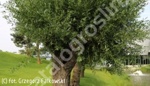 wierzba biała - Salix alba 