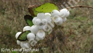 śnieguliczka biała - Symphoricarpos albus 