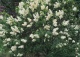 lilak pospolity 'Primrose' - Syringa vulgaris 'Primrose' 