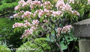 kalmia szerokolistna - Kalmia latifolia 