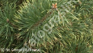 sosna pospolita 'Białogon' - Pinus sylvestris 'Białogon' 