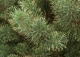 sosna pospolita 'Białogon' - Pinus sylvestris 'Białogon' 