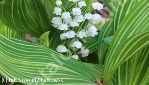 konwalia majowa 'Polish Beauty' - Convallaria majalis 'Polish Beauty' 