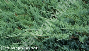jałowiec płożący 'Agnieszka' - Juniperus horizontalis 'Agnieszka' 