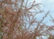 tamaryszek drobnokwiatowy - Tamarix parviflora 