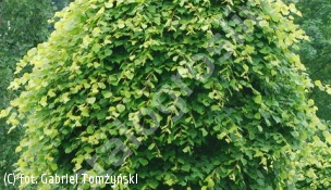 lipa holenderska 'Wratislaviensis' - Tilia ×europaea 'Wratislaviensis' 