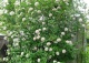 kalina angielska - Viburnum ×carlcephalum 