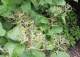 kalina angielska - Viburnum ×carlcephalum 