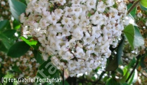kalina koreańska - Viburnum carlesii 