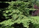 kalina japońska 'Cascade' - Viburnum plicatum 'Cascade' 