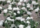 kalina japońska 'Grandiflorum' - Viburnum plicatum 'Grandiflorum' 
