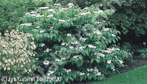 kalina japońska 'Mariesii' - Viburnum plicatum 'Mariesii' 