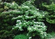 kalina japońska 'St Keverne' - Viburnum plicatum 'St Keverne' 