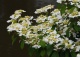 kalina japońska 'Watanabe' - Viburnum plicatum 'Watanabe' 