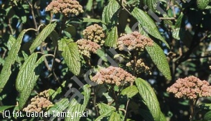 kalina sztywnolistna - Viburnum rhytidophyllum 